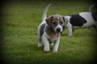 Chiots Jack Russell tricolor lilac