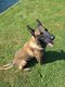 Malinois de 8 ans   fidèle, obéissant, à...