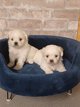 Mini bichon maltais