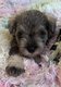 Schnauzer nain