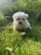 Bichons maltais petit gabarit