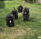 Bouvier des Flandres