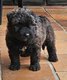 Bouvier des Flandres