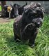 Bouvier des Flandres