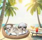 Bichons havanais