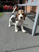 Chiots Beagle