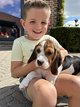 Chiots Beagle
