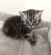 Chatons Silver Tabby à reserver