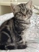 Chatonne Silver Tabby à reserver