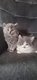 Chatons British mi-longhair à réserver