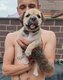 American Bully Micro