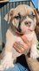 American Bully Micro