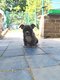 American Bully Micro