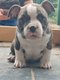 American Bully Micro