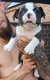 American Bully Micro