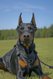 Doberman de 4ans à donner