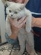 Chaton lilac British Shorthair mâle
