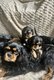 Magnifiques chiots Cavalier King Charles