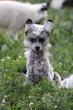 Chiot chinois à crêtes