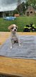 Chihuahua poil ras