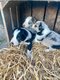 Border Collie noir et merle