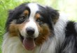 Berger Australien bleu merle avec pedigree...