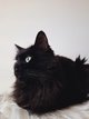 Chat européen noir aux poils mi-longs soyeux