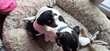 Bebe jack russel