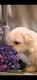 Lhassa apso nain