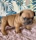 Bouledogues français