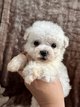 Bichons frisés à vendre