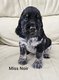 Adorables Chiots Cocker Anglais