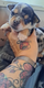 Chihuahua merle
