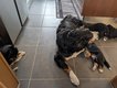 Magnifiques chiots Bouvier Bernois élevés en...