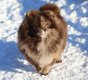 Spitz Loulou de Poméranie naine fe
