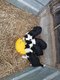 Chiots border collie