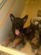 Chiot bergers malinois de pure race