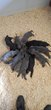 Magnifique chiots cane corso