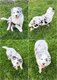 Magnifique chiot berger australien disponible de...