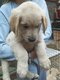 Chiots golden retriever élevé en famille