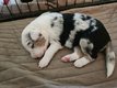 Magnifique border collie