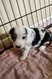 Magnifique border collie
