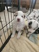 Magnifique border collie Merle