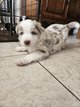 Magnifique border collie Merle