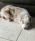 Magnifique border collie Merle