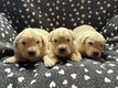 Chiot golden