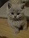 Chaton british shorthair lilac