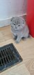 Chaton british shorthair lilac