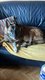 Spike, 8 ans, chien à donner suite au décès de...