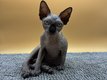Superbe chaton mâle sphynx